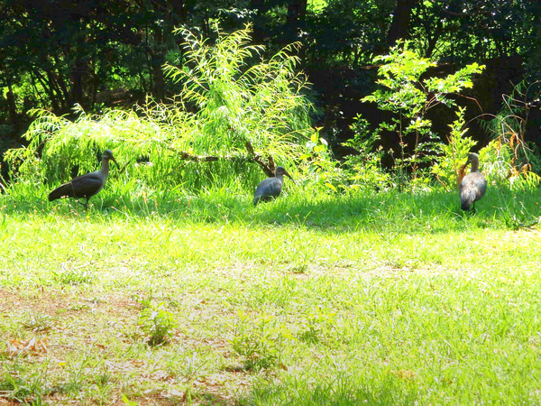 Hadeda Ibis (aka Egyptian Ibis).